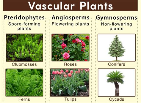 vascular plant意思